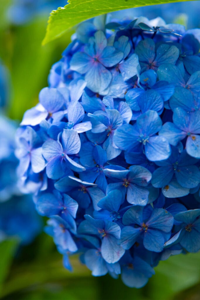 planting hydrangeas- blue hydrangeas