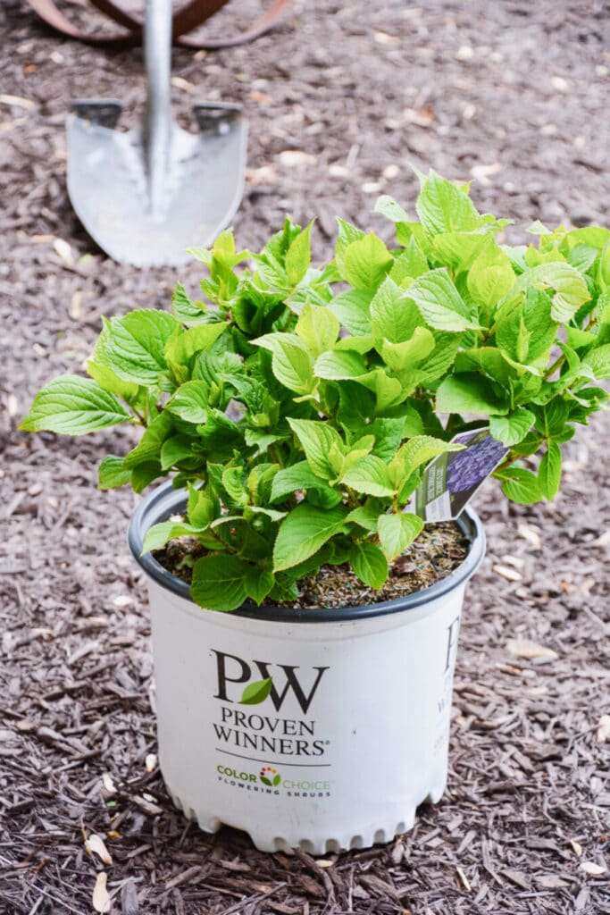 hydrangeas to plant waiting in a container