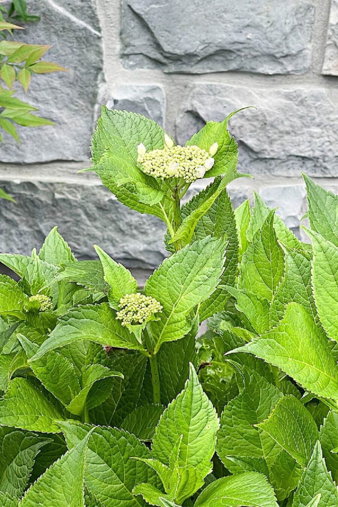 just blooming hydrangeas planted in the ground