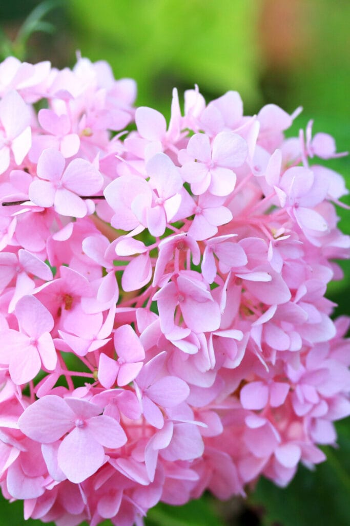 pink hydrangea