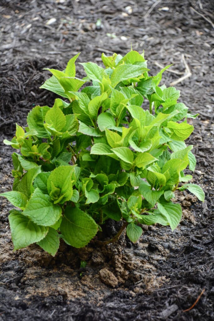 planting hydrangeas in the ground