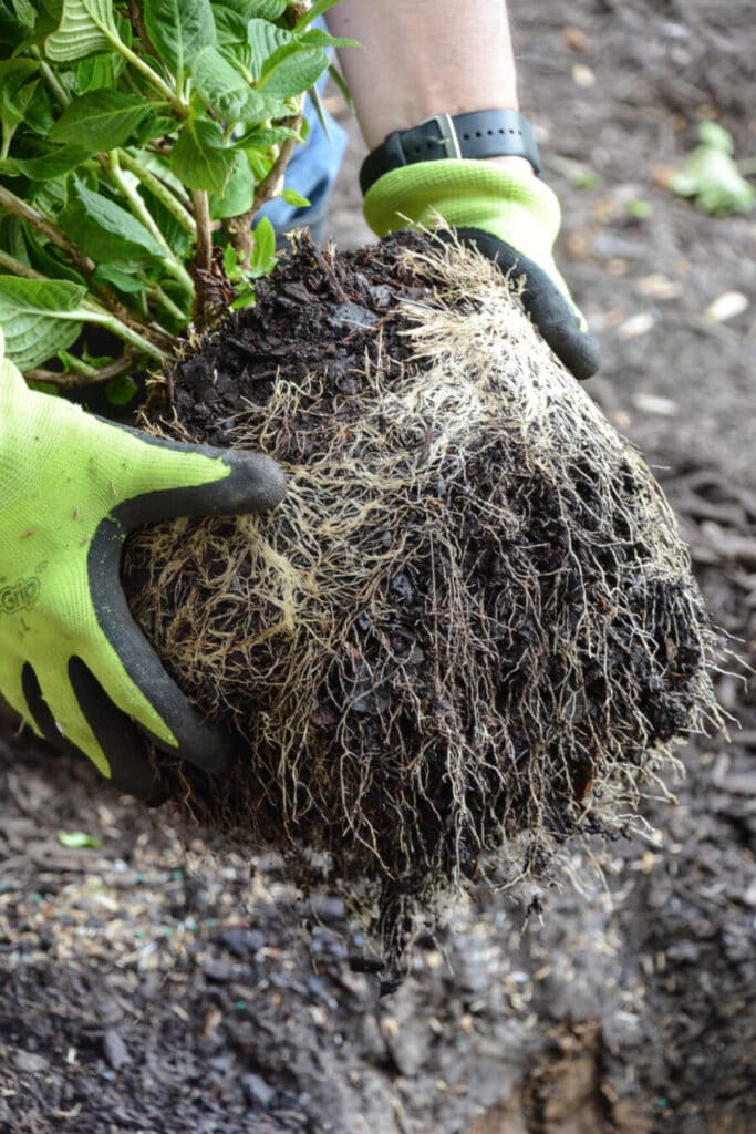 hydrangea root ball