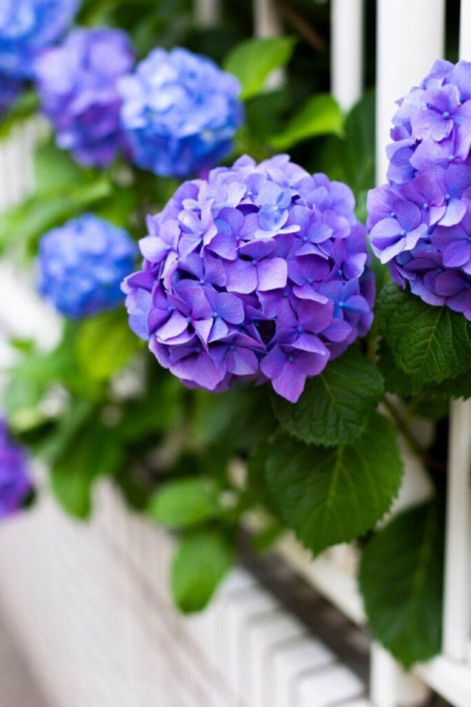 planting hydrangeas- blue hydrangeas