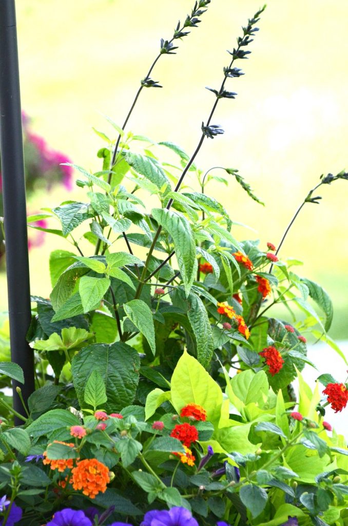 blue salvia spikes in a patio container