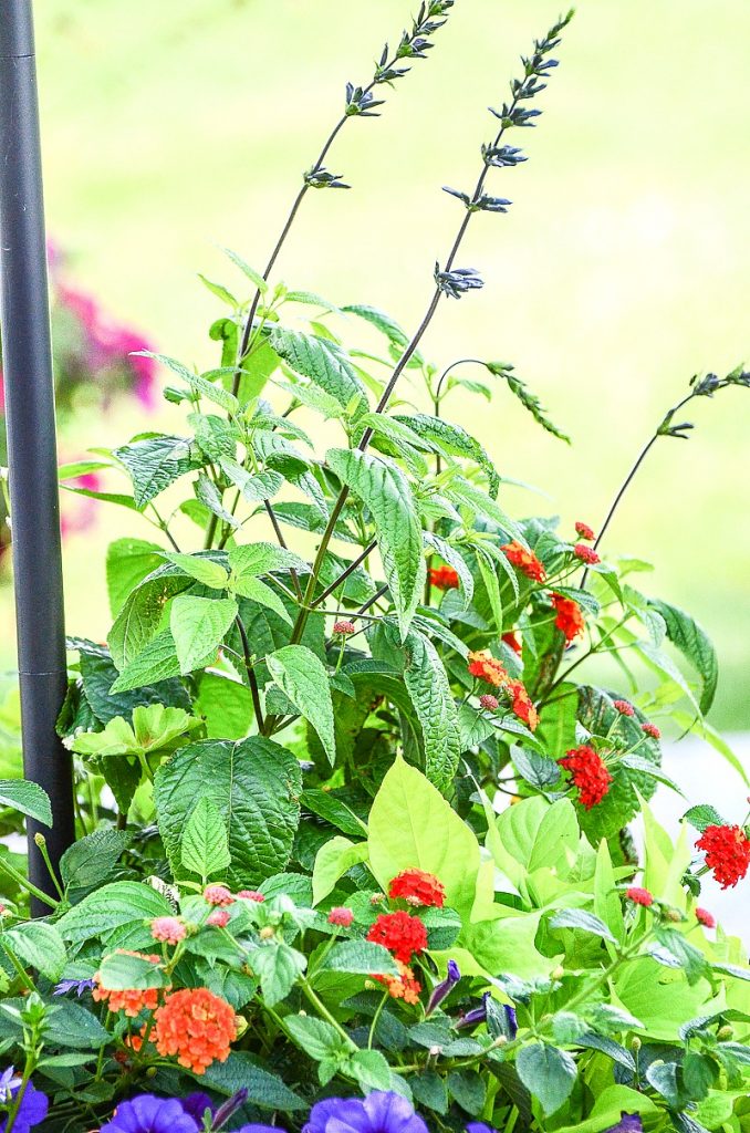 tall purple salvia in container garden