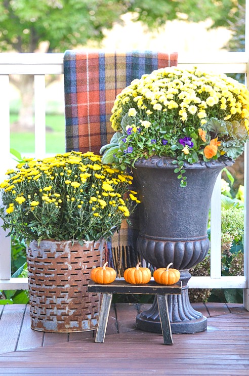 big pots of yellow mums