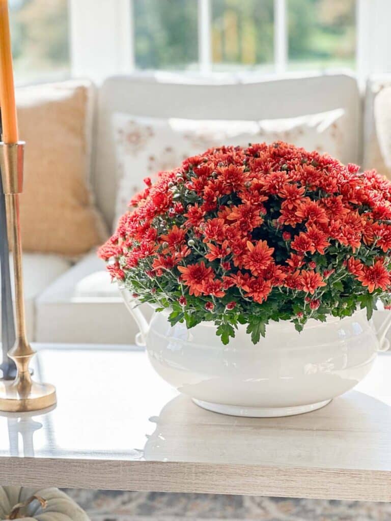 WHITE CONTAINER OF MUMS