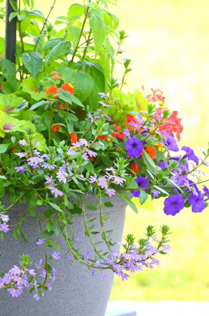 purple petunias and fairy flowers spilling out of a patio container