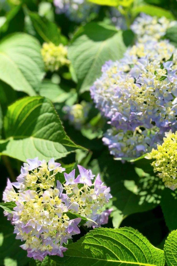 planting hydrangeas- blue hydrangeas