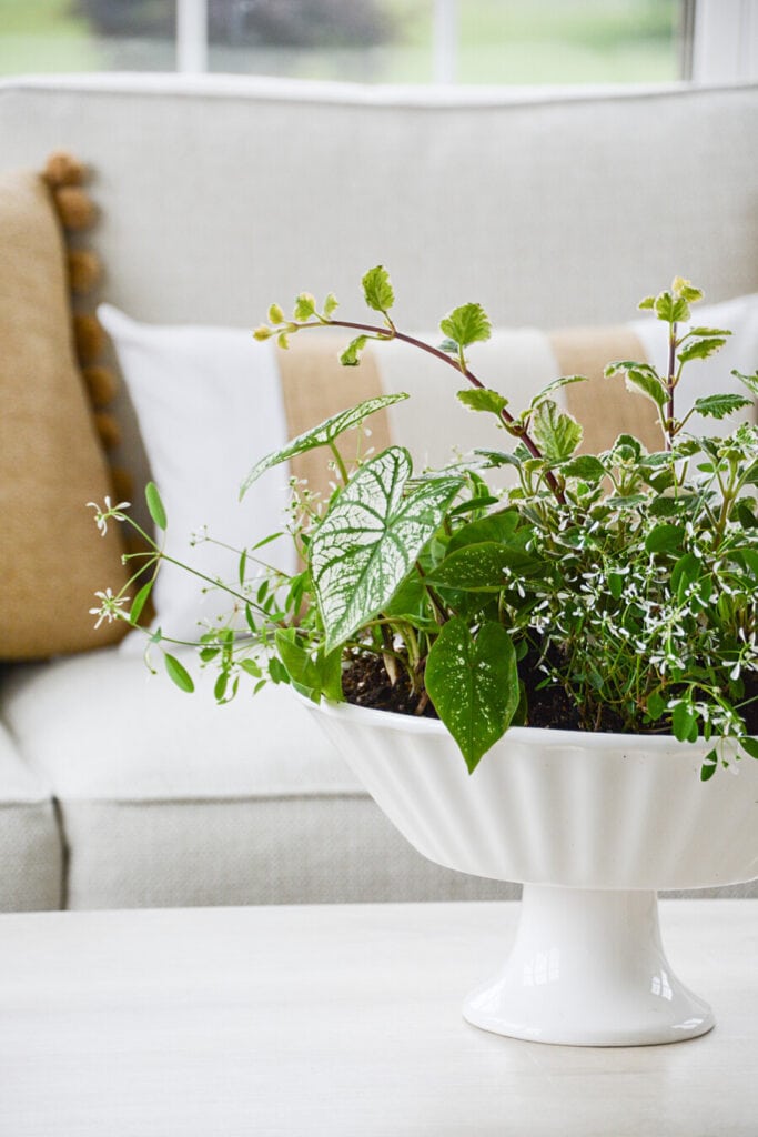 BOWL OF ANNUALS ON A COFFEE TABLE