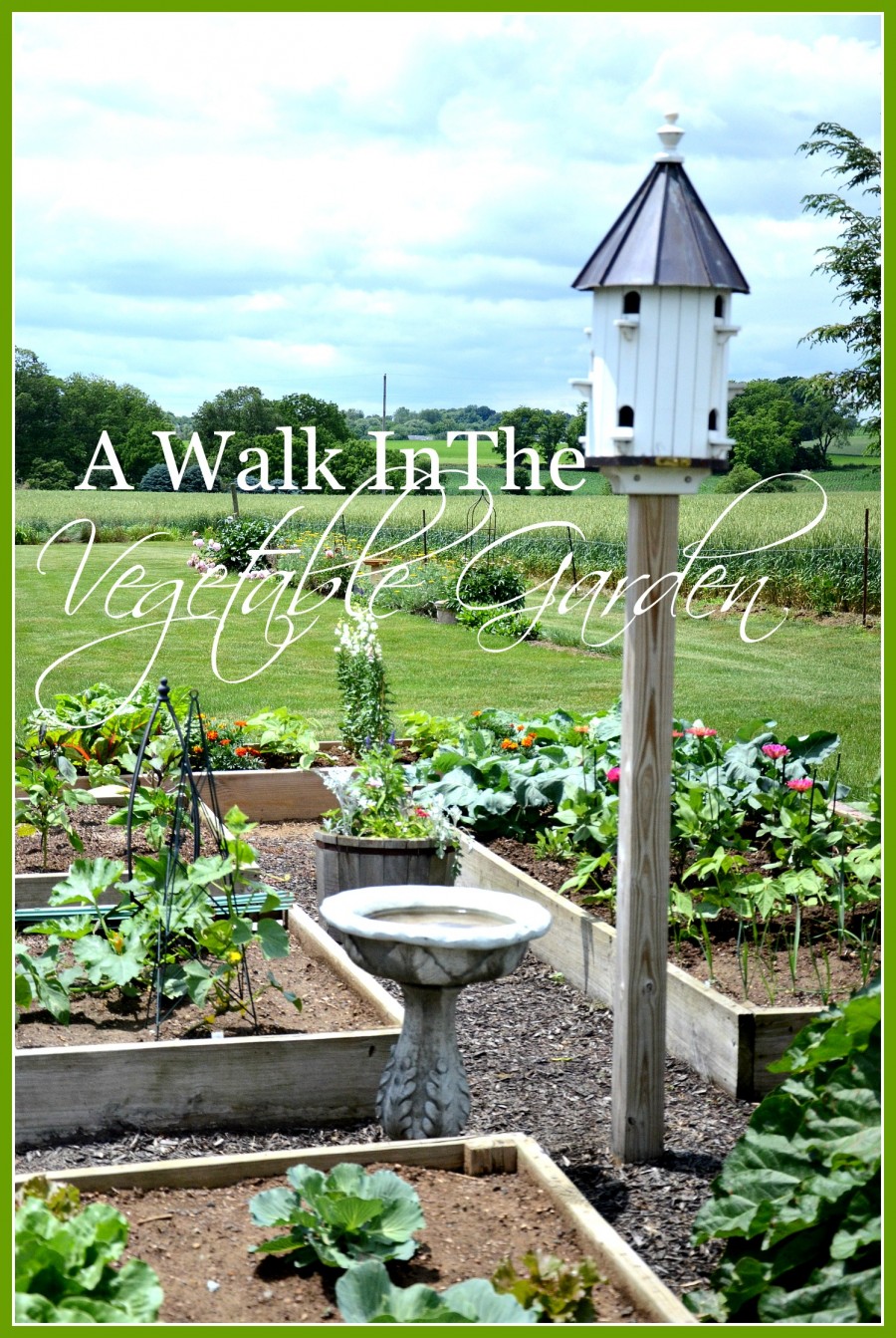 A WALK IN THE VEGETABLE GARDEN