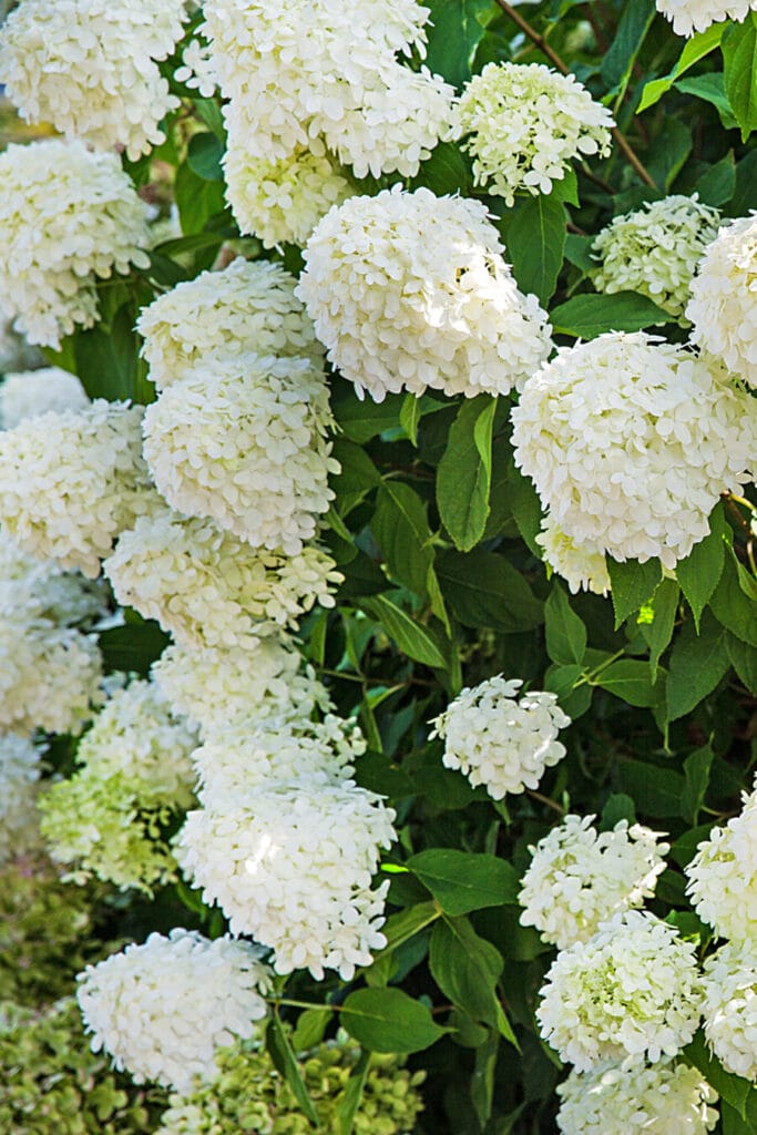 white hydrangeas 